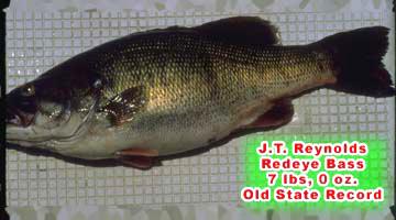 Redeye Bass